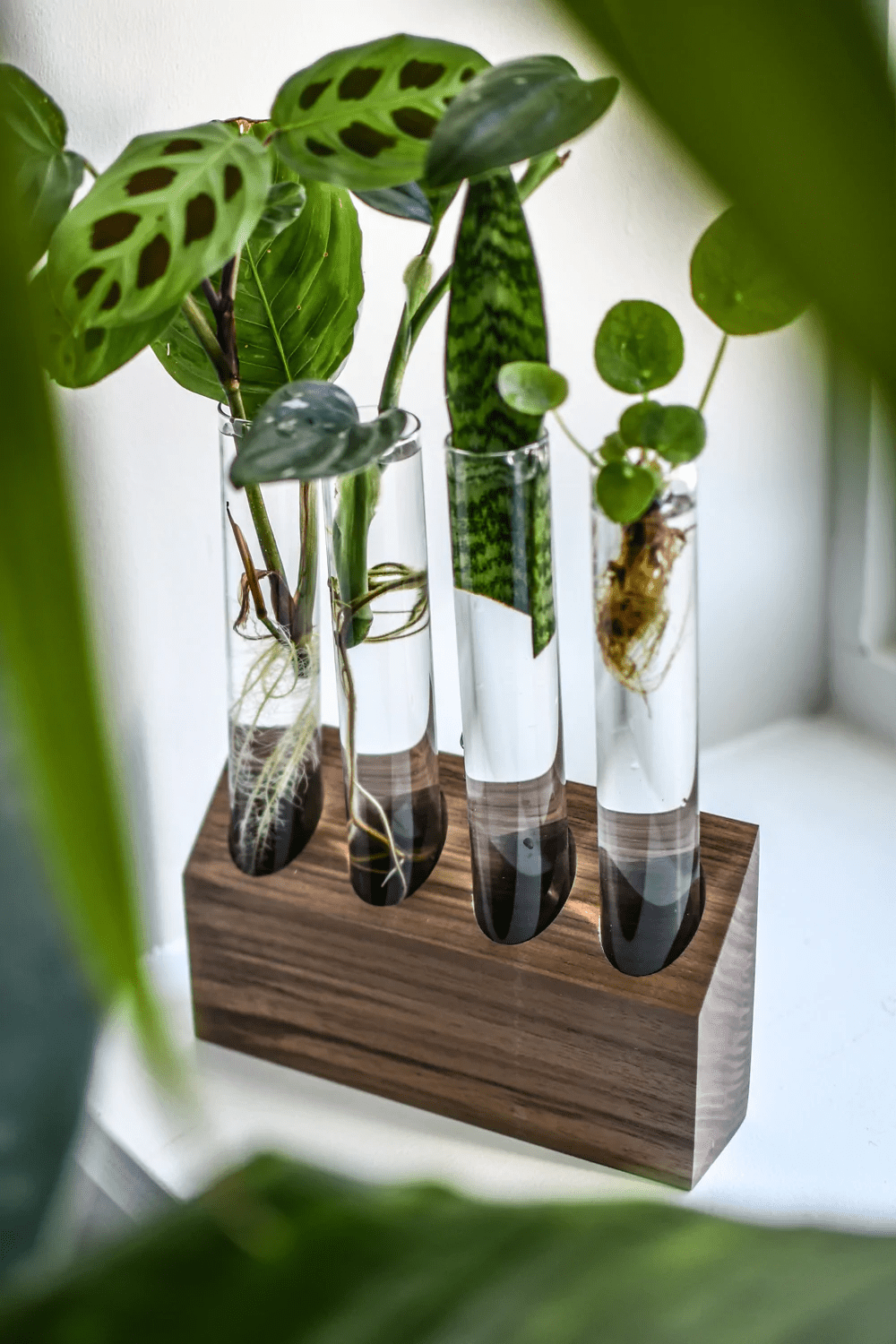 Four glass tubes in a wooden block with plant propogations in them.