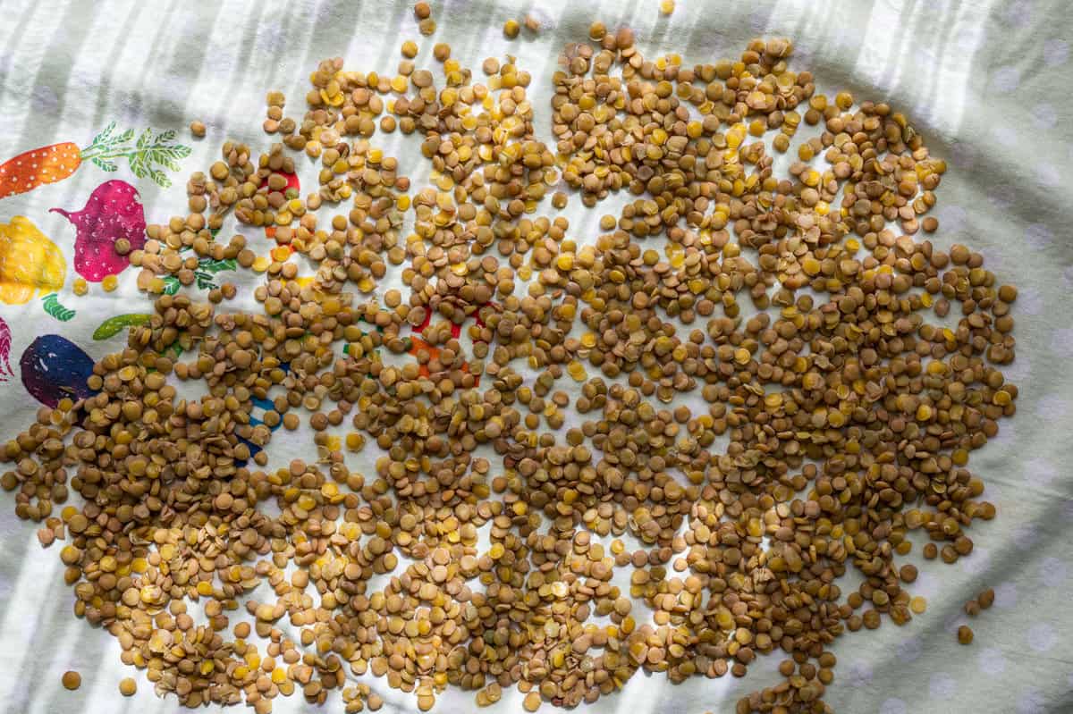 cooked green lentils laid out on a dish towel to dry. 