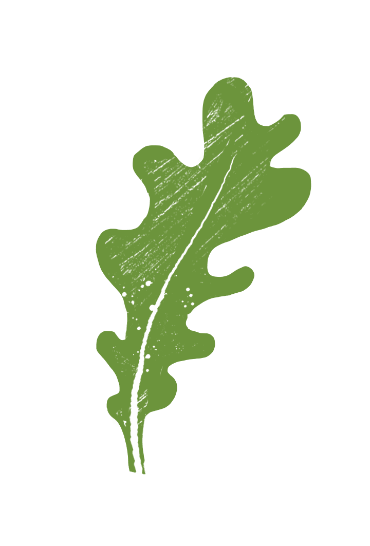 digital drawing of a leaf of arugula.