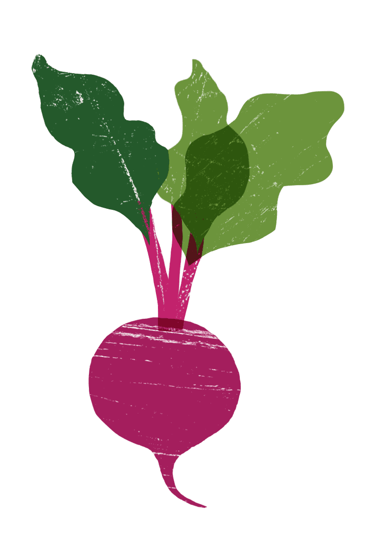 digital drawing of a beet.